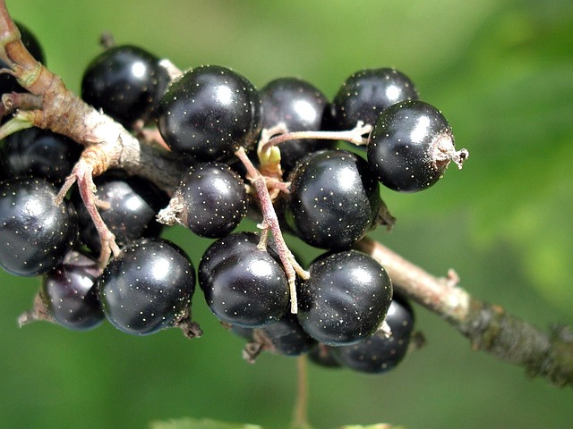 花青素(英文Anthocyanin)是植物裡存在的一群天然色素，花青素賦予水果和蔬菜中呈現紅色、藍色和紫色多種色彩，可以說是「大自然的調色盤」。不僅如此，花青素屬於類黃酮(Flavonoids)化合物的成員，也就是廣義上多酚族群的份子之一，因此具有很高的抗氧化力，屬於一種天然的抗氧化劑，可以清除自由基、活性氧分子等會對人體產生氧化傷害的物質，也讓花青素也對人體展現很多的機能性。因此許多學者對花青素進行研究，發現花青素具有抗發炎、增強免疫系統、幫助微血管循環，有對抗糖尿病、病毒感染和癌症的潛力。這也是許多營養學家鼓勵大家要多吃色彩豐富的食物、或是蔬果579裡彩虹食譜的關鍵原因之一。