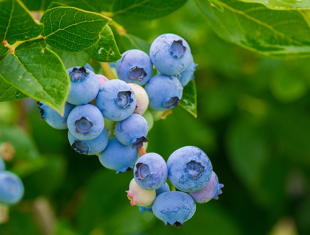 花青素(英文Anthocyanin)是植物裡存在的一群天然色素，花青素賦予水果和蔬菜中呈現紅色、藍色和紫色多種色彩，可以說是「大自然的調色盤」。不僅如此，花青素屬於類黃酮(Flavonoids)化合物的成員，也就是廣義上多酚族群的份子之一，因此具有很高的抗氧化力，屬於一種天然的抗氧化劑，可以清除自由基、活性氧分子等會對人體產生氧化傷害的物質，也讓花青素也對人體展現很多的機能性。因此許多學者對花青素進行研究，發現花青素具有抗發炎、增強免疫系統、幫助微血管循環，有對抗糖尿病、病毒感染和癌症的潛力。這也是許多營養學家鼓勵大家要多吃色彩豐富的食物、或是蔬果579裡彩虹食譜的關鍵原因之一。