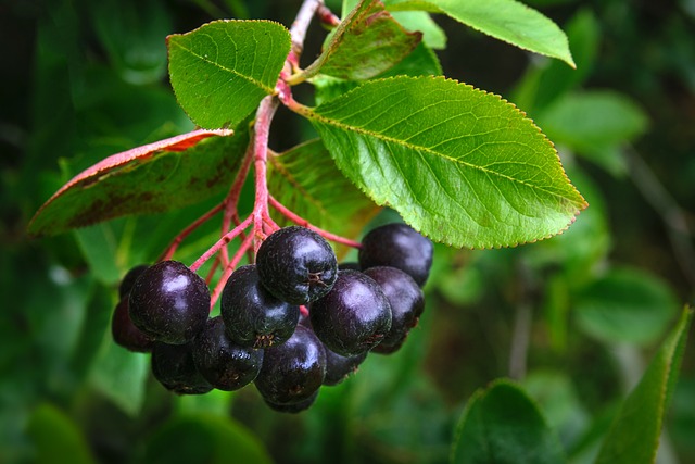 花青素(英文Anthocyanin)是植物裡存在的一群天然色素，花青素賦予水果和蔬菜中呈現紅色、藍色和紫色多種色彩，可以說是「大自然的調色盤」。不僅如此，花青素屬於類黃酮(Flavonoids)化合物的成員，也就是廣義上多酚族群的份子之一，因此具有很高的抗氧化力，屬於一種天然的抗氧化劑，可以清除自由基、活性氧分子等會對人體產生氧化傷害的物質，也讓花青素也對人體展現很多的機能性。因此許多學者對花青素進行研究，發現花青素具有抗發炎、增強免疫系統、幫助微血管循環，有對抗糖尿病、病毒感染和癌症的潛力。這也是許多營養學家鼓勵大家要多吃色彩豐富的食物、或是蔬果579裡彩虹食譜的關鍵原因之一。