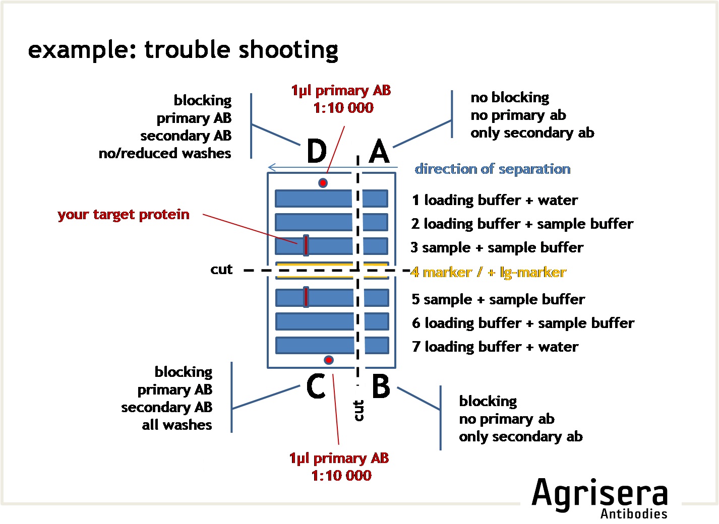 Western Blot Controls