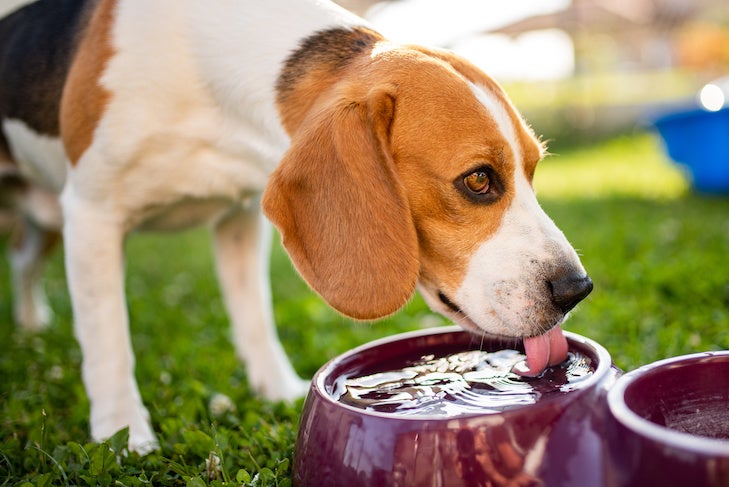 Beagle dog drinking water to cool off in shade on grass hiding from summer sun . Summer background. Tired of summer heat.