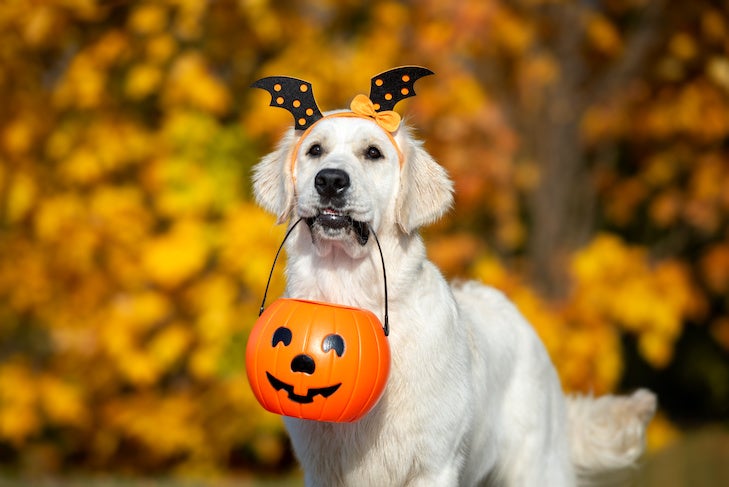 Golden Retriever wearing a Halloween headband ready to trick or treat.