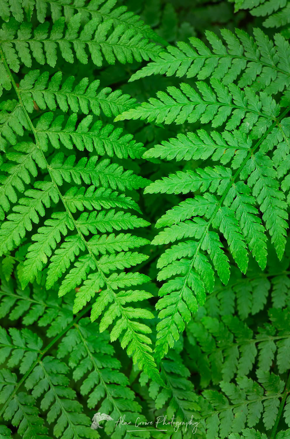 Lady Fern - Alan Crowe Photography