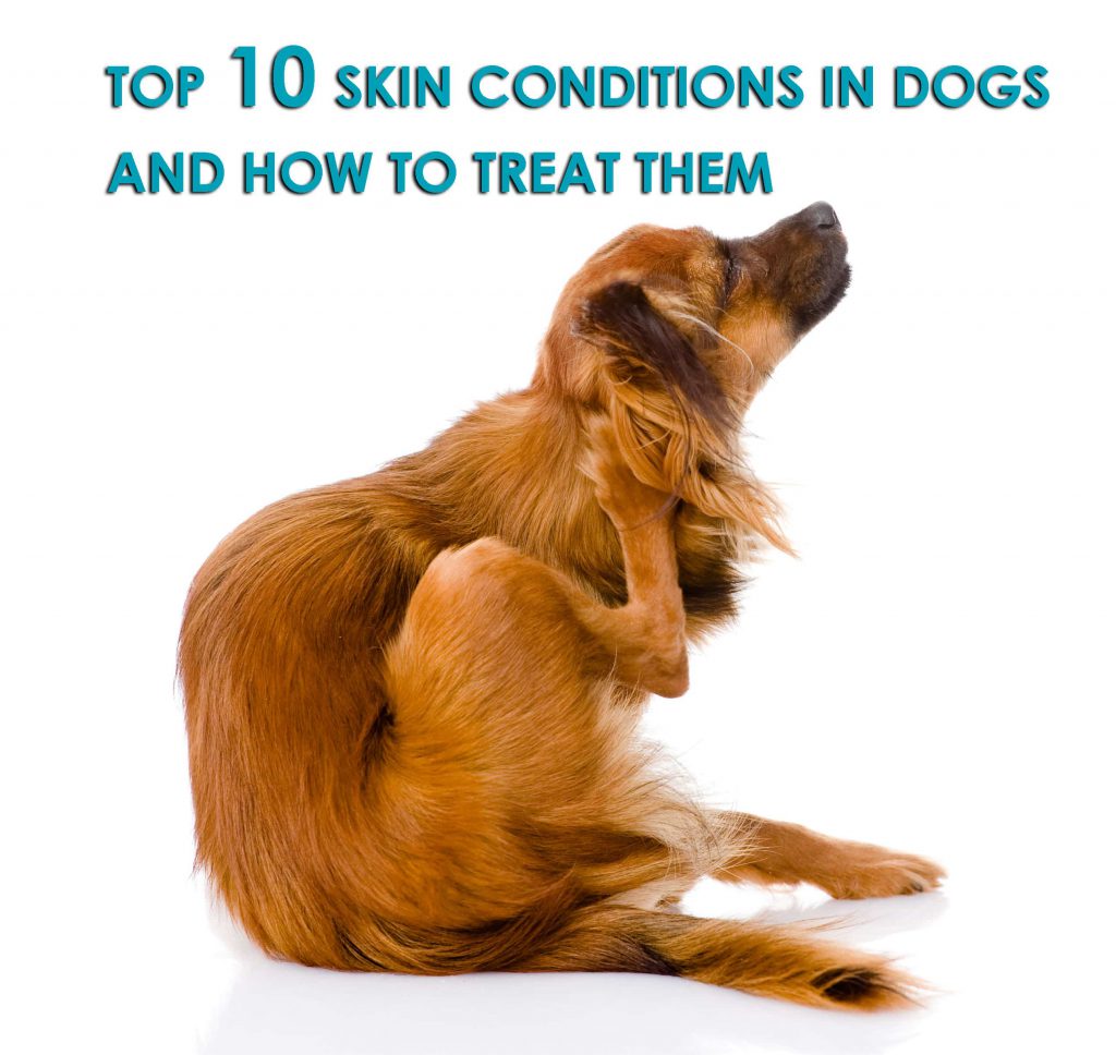 How To Treat Contact Dermatitis In Dogs