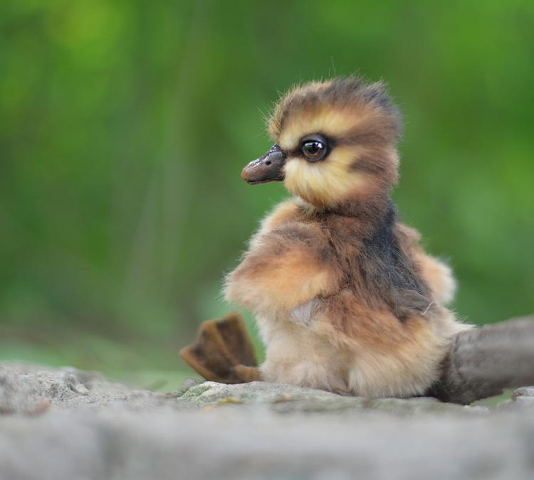 Duck Facts Types Identification Habitat Diet Adaptati - vrogue.co