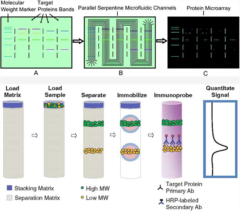 Western blot assay - julushared