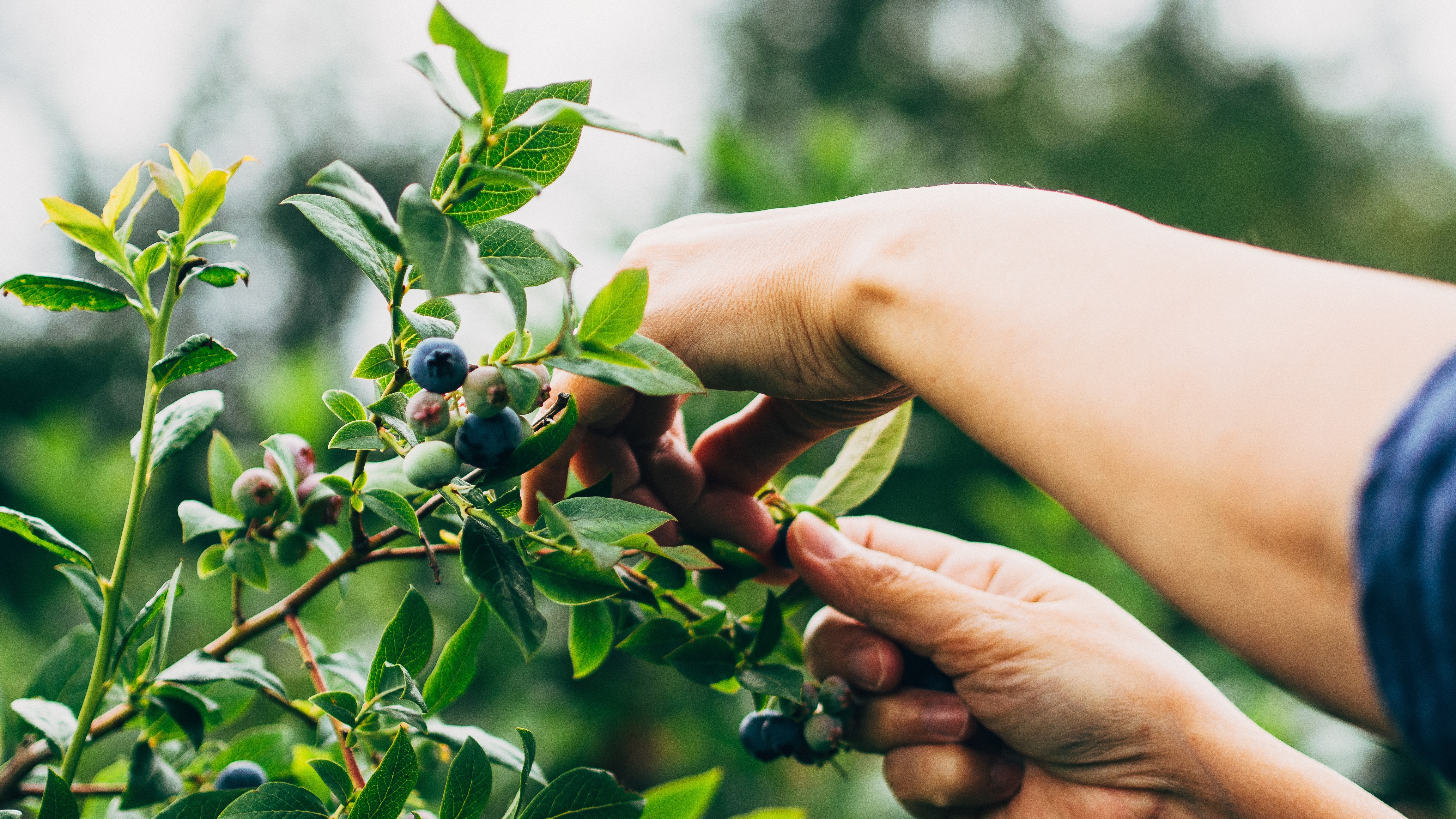 closeup of a person's hands touching the branches of a berry plant