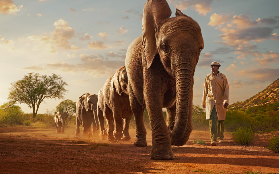 Photo tirée de la série Wild Life, montrant une personne qui marche à côté d’une file d’éléphants.