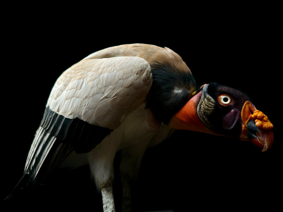 A detailed close-up of a bird, shot on iPhone 16 Pro.