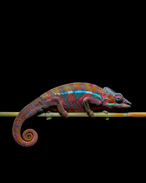 A rainbow-coloured chameleon against a black backdrop.