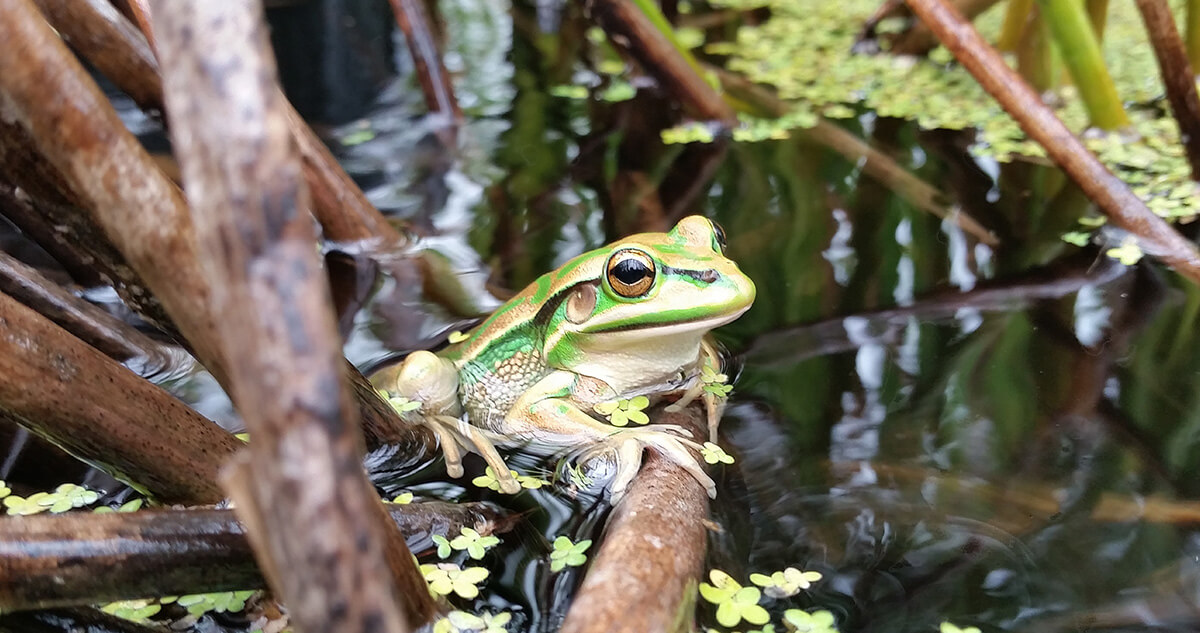 Chronicling 20 years of nature restoration