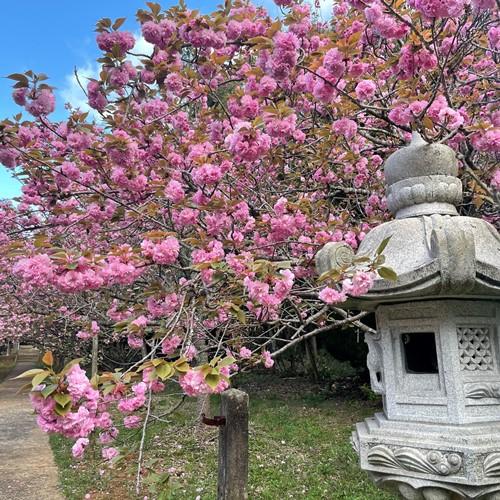 桜ヶ丘公園 (曲川神社)