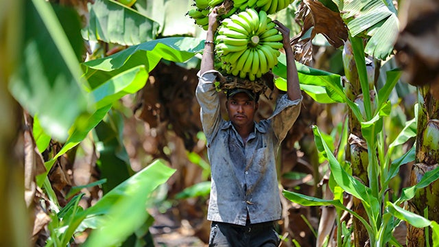 This Network of Small-Scale Farmers in India Is Tackling Climate Change