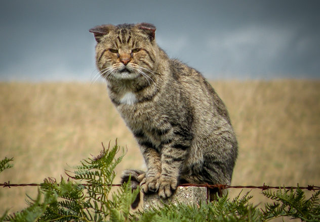 Threats To Wildlife Richard Ali Greater Stick Nest Rat