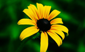 Black Eyed Susan Susan Flower Best Wallpaper 117702