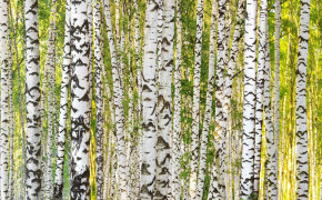 Birch Black And White Wallpaper 117619