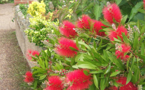 Bottlebrush High Definition Wallpaper 117821