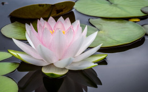 Water Lily Nature HD Desktop Wallpaper 119453