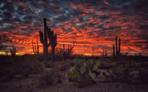 Cactus Desert Wallpaper 3840x2400 56555