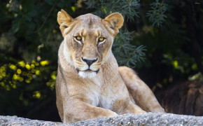 Lioness Wallpaper 2560x1600 60006