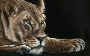 Lioness Wallpaper 1332x850 60011