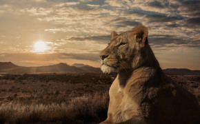 Lioness Wallpaper 2048x1238 60002