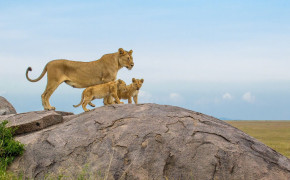 Lioness Wallpaper 1920x1080 60007