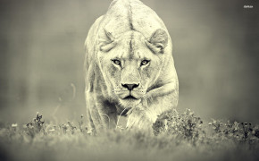 Lioness Wallpaper 1920x1200 60015