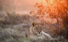 Lioness Wallpaper 1049x699 60013