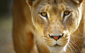 Lioness Wallpaper 1600x1200 60003