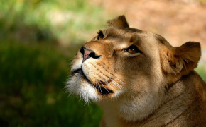 Lioness Wallpaper 1920x1200 60000