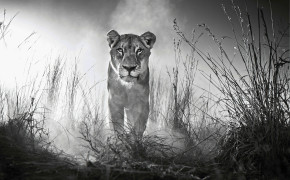 Lioness Wallpaper 4000x2662 60005