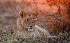 Lioness Wallpaper 1332x850 60010