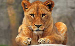 Lioness Wallpaper 1920x1200 60009