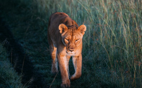 Lioness Wallpaper 2500x1667 60008