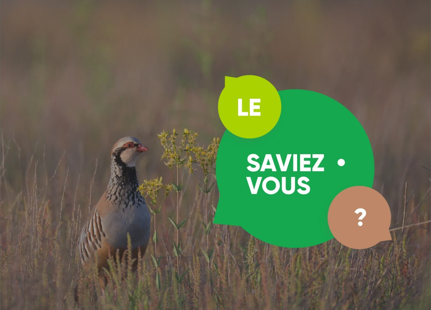 le saviez-vous chasse