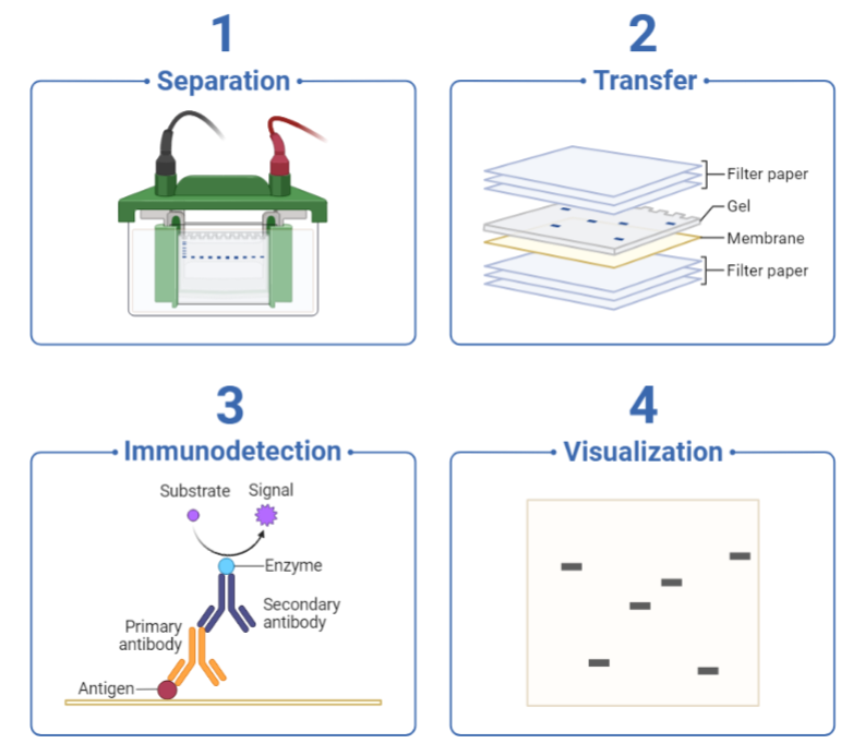 Western Blotting Diagram