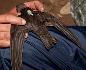 Black Swift with Geolocator