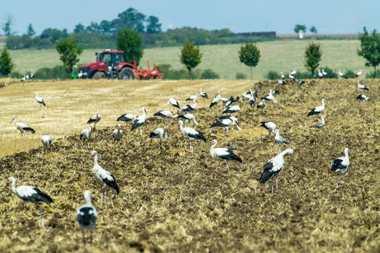 čápi na pole u Olomouce_Avif Vladimír Gahura