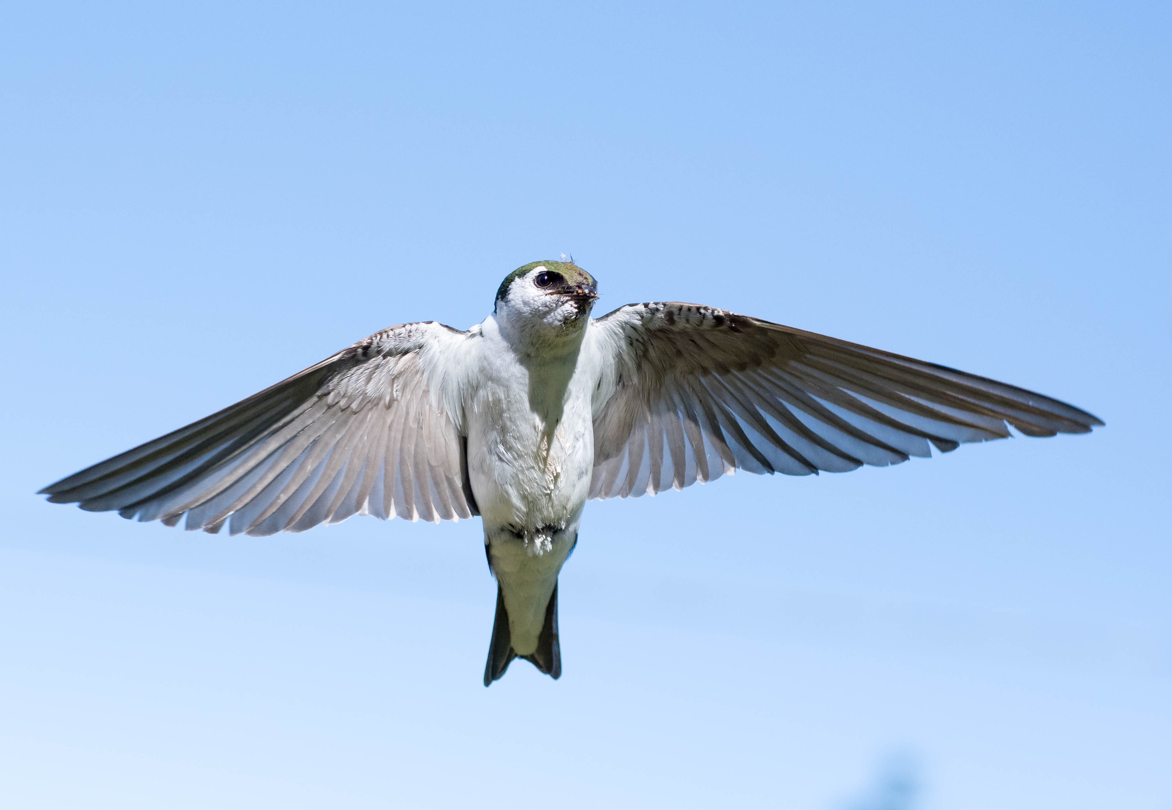 Look for a Violet Green Swallow in the West - Birds and Blooms