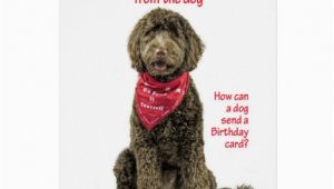 Labradoodle Birthday Card Labradoodle Birthday Card Zazzle