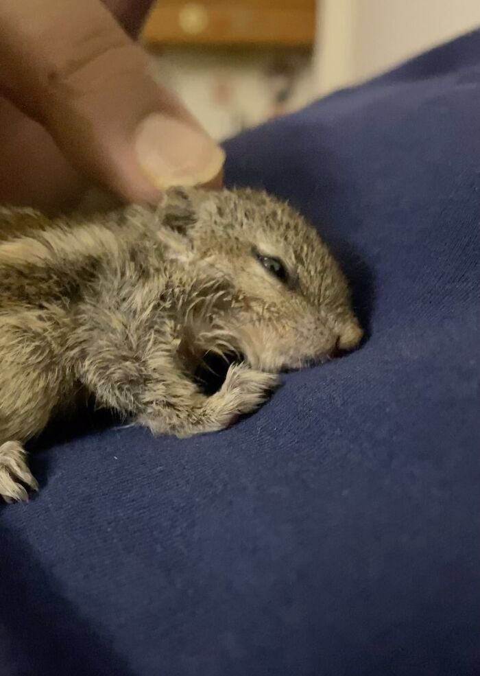 Orphaned squirrel resting on a blue fabric, with a hand gently touching its head.