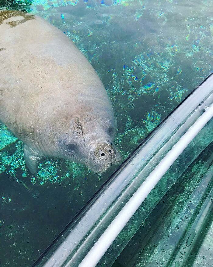 Baby manatee near boat, clear water visible, conveying warmth and affection.