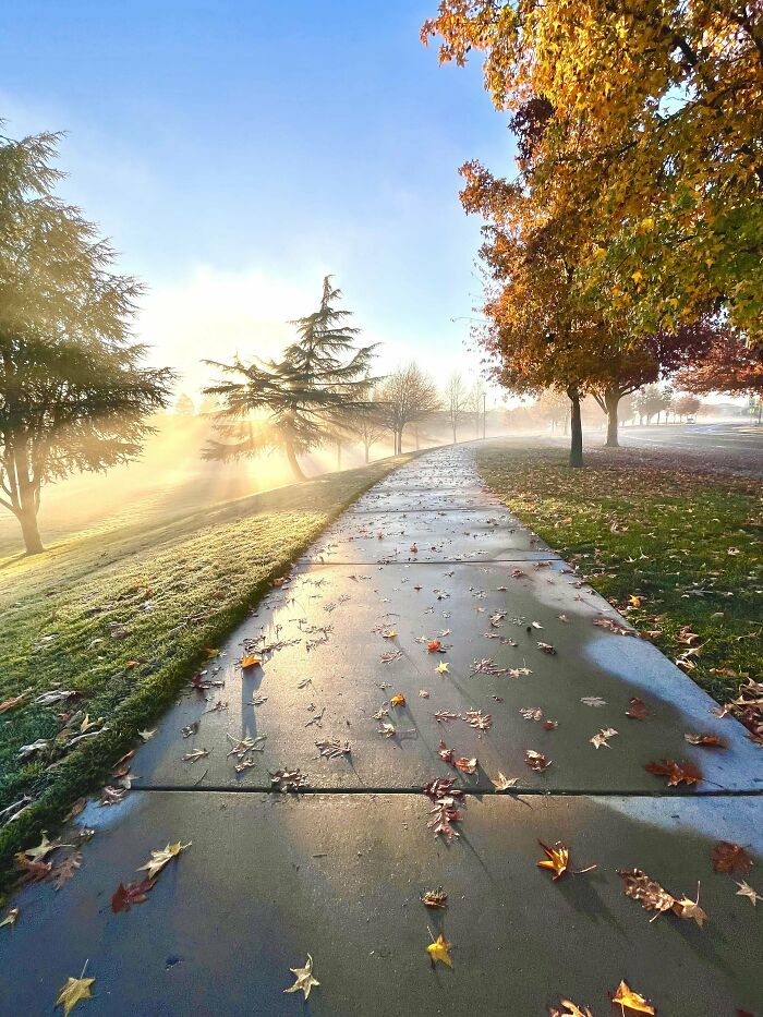 Pathway covered in autumn leaves with sunlight streaming through trees, capturing incredible world photos.