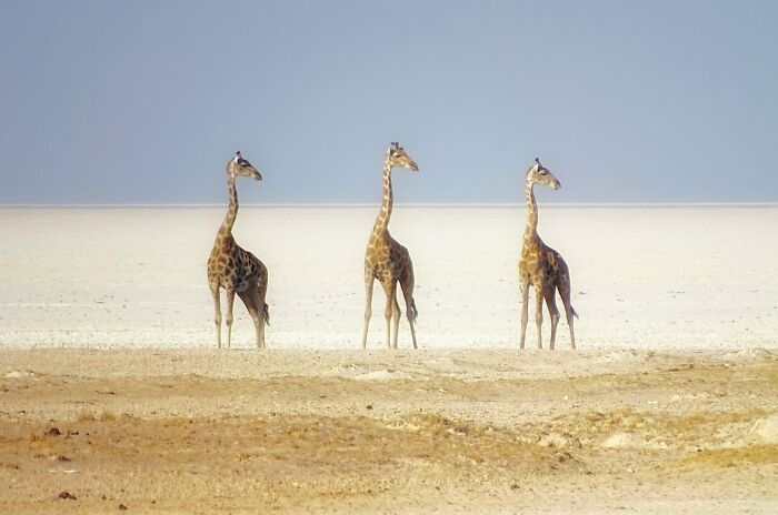 Three giraffes standing in a vast, sandy landscape under a clear sky. Incredible World Photos highlight wildlife beauty.