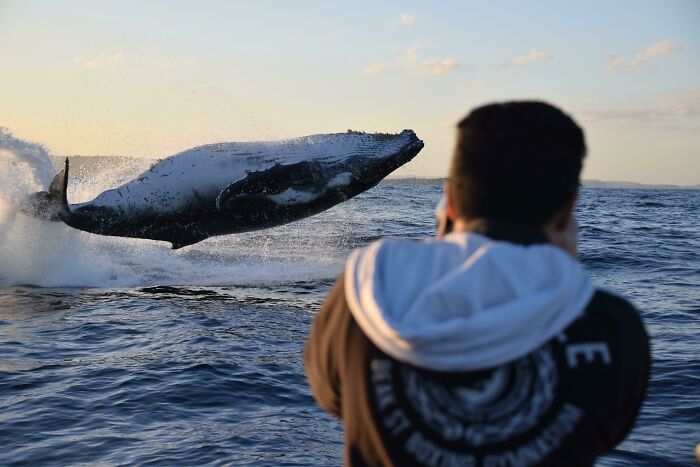 A person photographing a breaching whale in the ocean at sunset, showcasing incredible world photos.