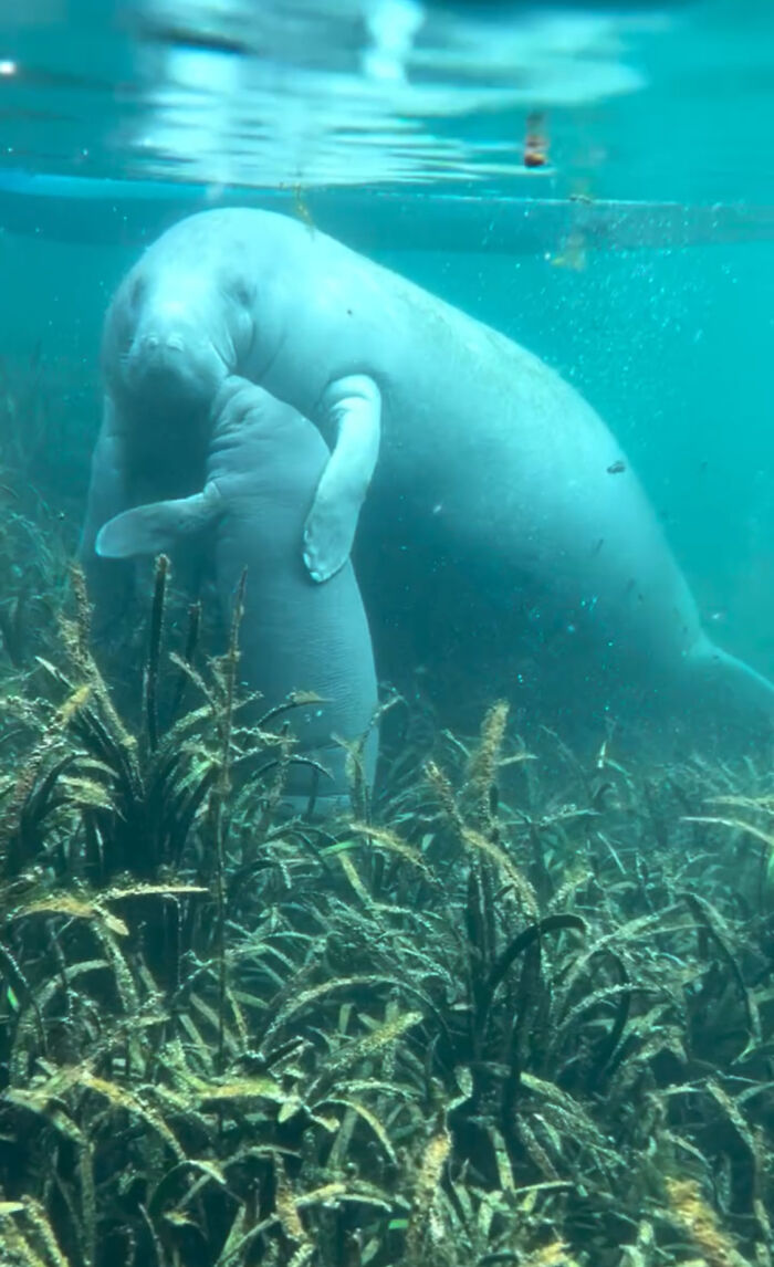 Baby manatee gives mom a gentle kiss underwater, showcasing a tender moment.