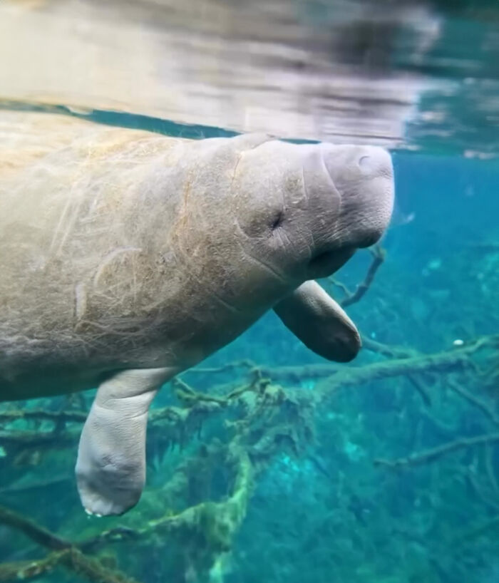 "Baby manatee swimming underwater near his mom, capturing the hearts of netizens.