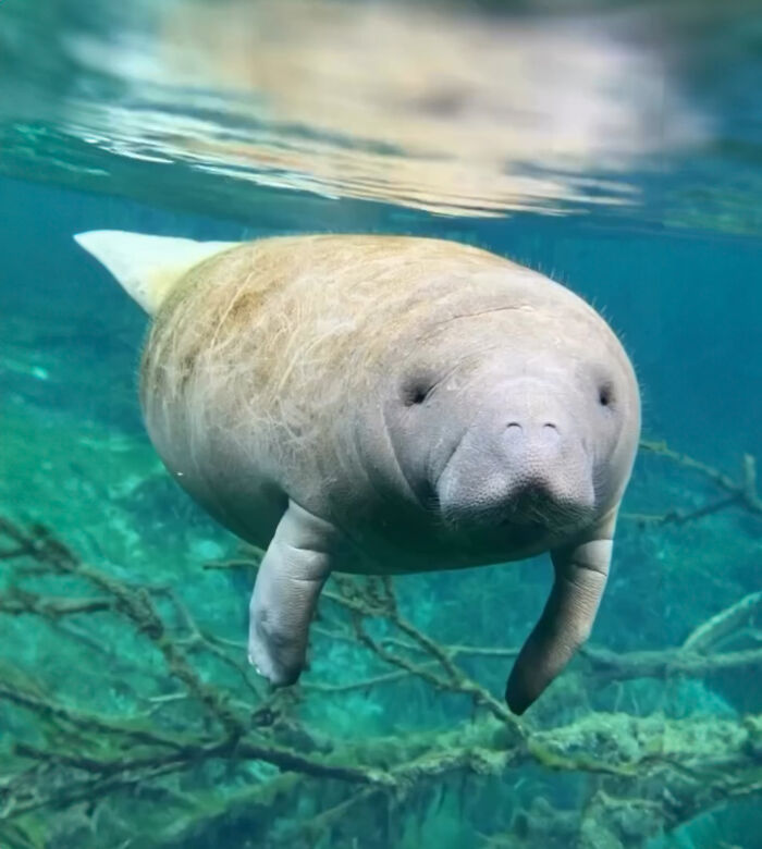 Baby manatee in clear water, evoking netizens' hearts with touching family moment.