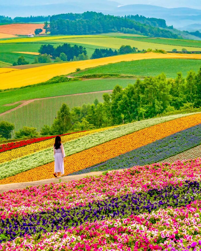 A person in a white dress walking through colorful flower fields and scenic hills; incredible world photos showcase nature's beauty.